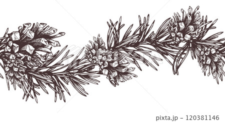 Branches of fir, spruce, pine with cones. Graphic illustration, hand drawn with brown ink, line art monochrome. Seamless border, pattern, garland on the theme of forest, harvest, nature, Christmas. 120381146