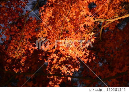 山中湖紅葉まつりでライトアップされた赤いもみじ 120381343