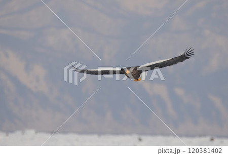 知床連山を背景に飛ぶオオワシ成鳥 120381402