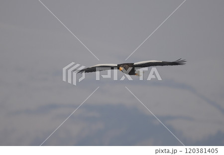 知床連山を背景に飛ぶオオワシ成鳥 120381405