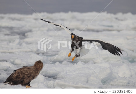 流氷上に降りるオオワシ成鳥 120381406