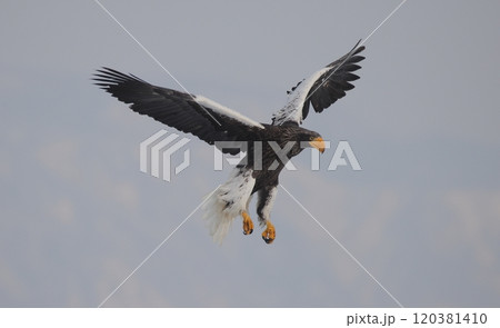 着地するオオワシ成鳥 120381410