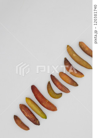 白背景と並べたフィンガーライム　オーストラリア原産の珍しい柑橘 120381740