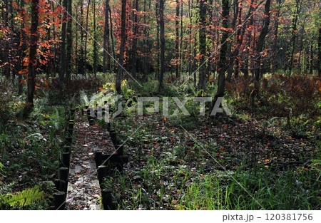 木漏れ日射す疎林の紅葉 120381756