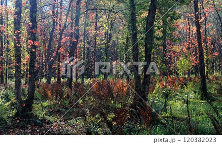 明るい木漏れ日の疎林の紅葉 明るい木漏れ日の疎林の紅葉 120382023