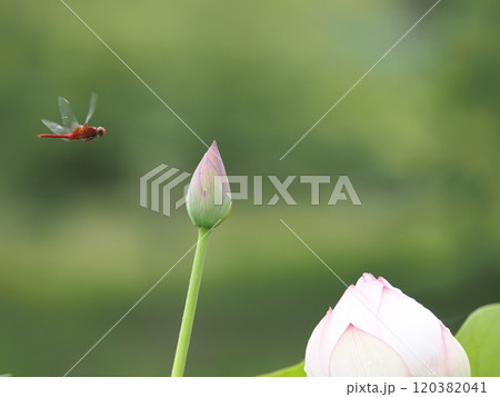 津市白山町二俣 山里の蓮の棚田 ピンクの蓮の花と赤トンボ 津市白山町二俣 山里の蓮の棚田 ピンクの蓮の花と赤トンボ 120382041
