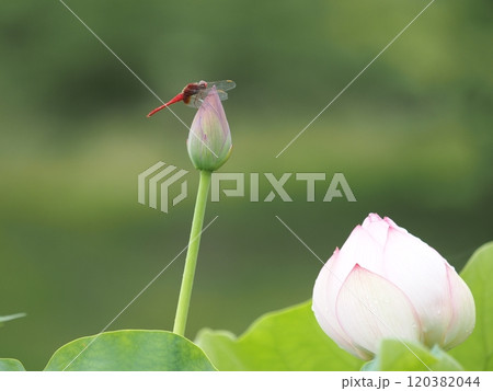 津市白山町二俣　山里の蓮の棚田　ピンクの蓮の花と赤トンボ 120382044