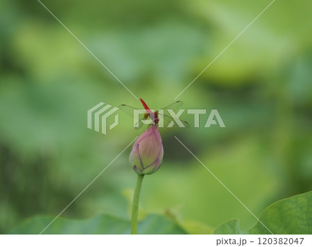 津市白山町二俣　山里の蓮の棚田　ピンクの蓮の花と赤トンボ 120382047