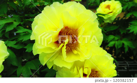 黄色い牡丹の花の風景 黄色い牡丹の花の風景 120382157