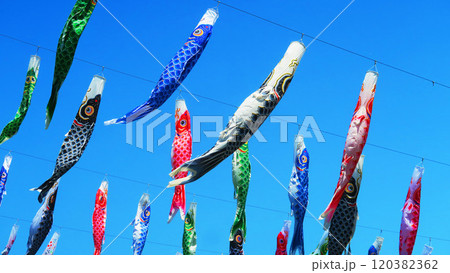 「川口芝川鯉のぼり祭り2024」のこいのぼりと青空の美しい風景 「川口芝川鯉のぼり祭り2024」のこいのぼりと青空の美しい風景 120382362
