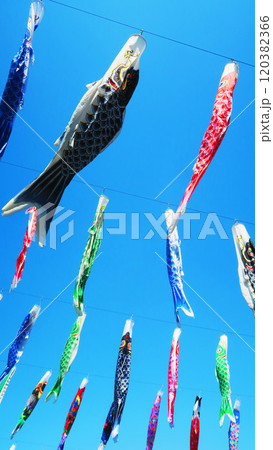 「川口芝川鯉のぼり祭り2024」のこいのぼりと青空の美しい風景 120382366