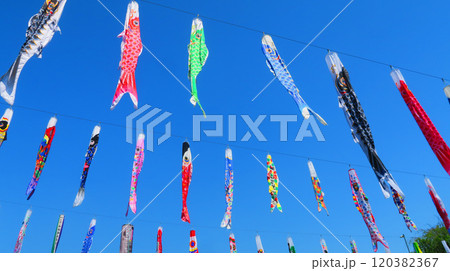 「川口芝川鯉のぼり祭り2024」のこいのぼりと青空の美しい風景 120382367