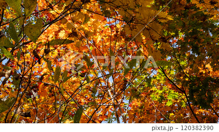 秋の森の中で見上げた紅葉 秋の森の中で見上げた紅葉 120382390