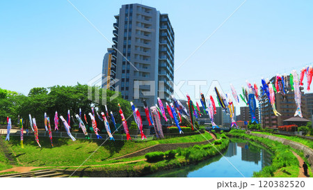 「川口芝川鯉のぼり祭り2024」のこいのぼりと青空の美しい風景 120382520
