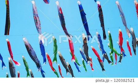 「川口芝川鯉のぼり祭り2024」のこいのぼりと青空の美しい風景 120382521