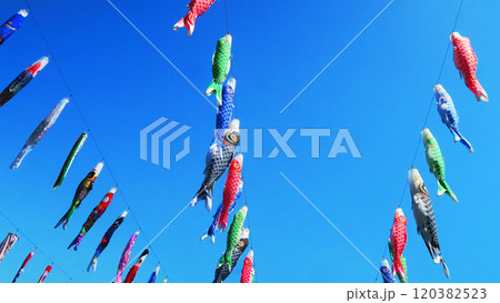 「川口芝川鯉のぼり祭り2024」のこいのぼりと青空の美しい風景 120382523