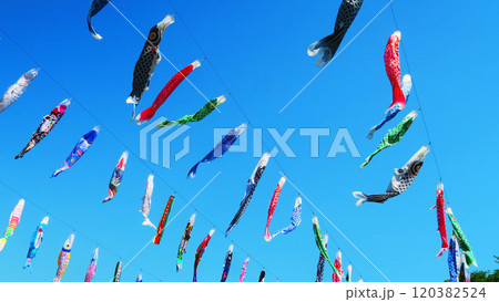 「川口芝川鯉のぼり祭り2024」のこいのぼりと青空の美しい風景 120382524