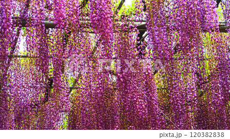 栃木県あしかがフラワーパークの満開のフジの花の風景 栃木県あしかがフラワーパークの満開のフジの花の風景 120382838