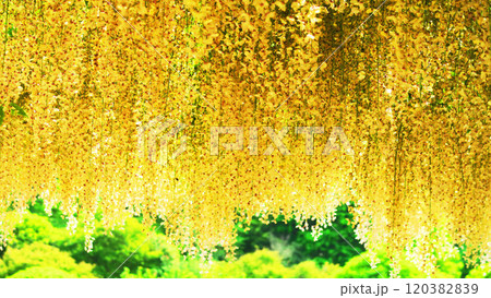 栃木県あしかがフラワーパークの満開のフジの花の風景 栃木県あしかがフラワーパークの満開のフジの花の風景 120382839