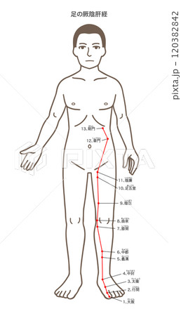 鍼灸の経穴、足の厥陰肝経、ツボのイラスト 120382842