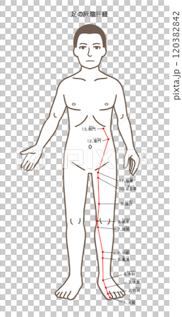 鍼灸の経穴、足の厥陰肝経、ツボのイラスト 120382842