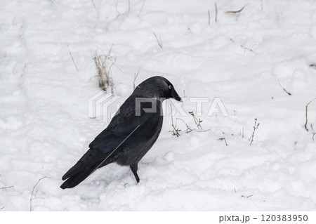 Jackdaw walk on the snow Jackdaw walk on the snow 120383950