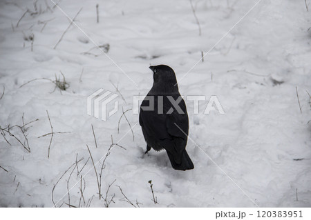 Jackdaw walk on the snow Jackdaw walk on the snow 120383951