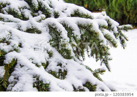 Christmas tree with a snow against background. Branches with a snow on them. Christmas tree with a snow against background. Branches with a snow on them. 120383954
