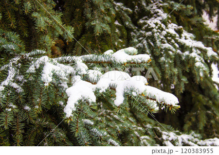 Christmas tree with a snow against background. Branches with a snow on them. 120383955