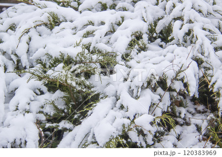 Christmas tree with a snow against background. Branches with a snow on them. 120383969