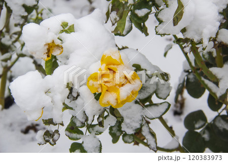 A Flower under snow. Yellow rose under snow against leaves and snow background 120383973