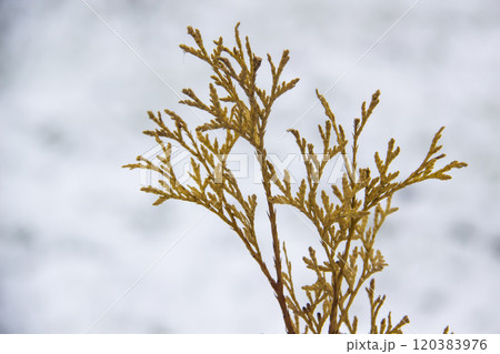 A beautiful leaves of coniferous tree Thuja. CloseUp of yellow leaves of Thuja trees against snow background A beautiful leaves of coniferous tree Thuja. CloseUp of yellow leaves of Thuja trees against snow background 120383976