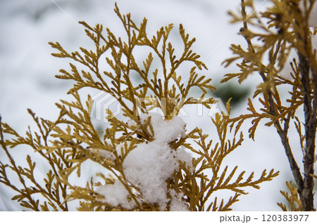 A beautiful leaves of coniferous tree Thuja. CloseUp of yellow leaves of Thuja trees against snow background 120383977