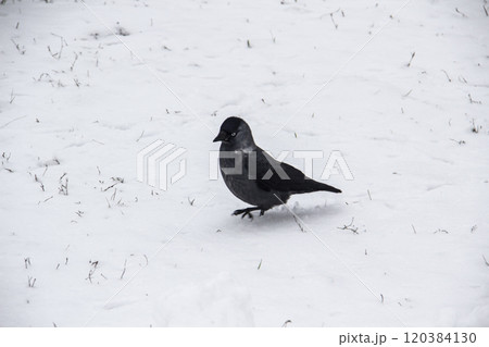 Jackdaw walk on the snow Jackdaw walk on the snow 120384130