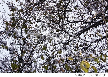 A tree branches on the grey sky with a snow. Looking up to grey sky through tree branches. Beautiful black branches in front of grey sky. Naked trees against gray sky. A tree branches on the grey sky with a snow. Looking up to grey sky through tree branches. Beautiful black branches in front of grey sky. Naked trees against gray sky. 120384131