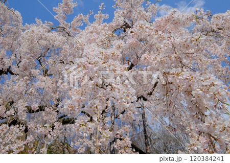 京都の善峰寺と桜 京都の善峰寺と桜 120384241