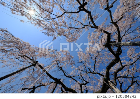 京都の善峰寺と桜 京都の善峰寺と桜 120384242