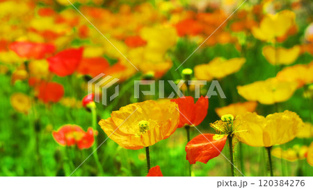 満開のポピーの花畑の風景 120384276