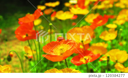 満開のポピーの花畑の風景 満開のポピーの花畑の風景 120384277