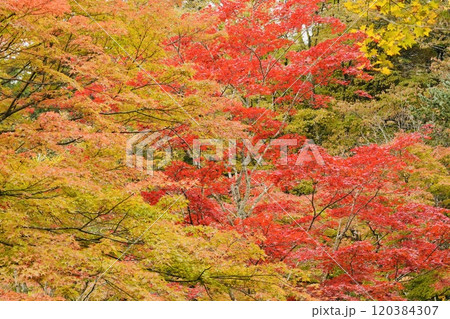 鮮やかな紅葉　赤緑黄のグラデーション 120384307