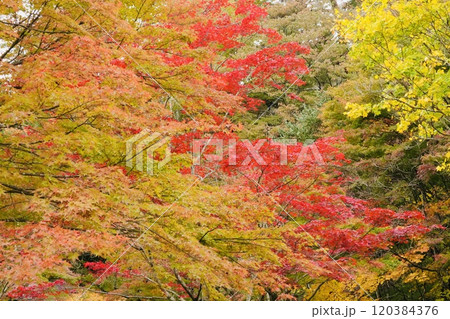 鮮やかな紅葉 赤緑黄のグラデーション 鮮やかな紅葉 赤緑黄のグラデーション 120384376