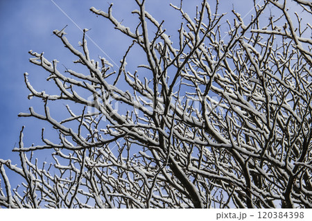 A tree branches with snow on it. Looking up to sky through tree branches. Beautiful black branches in front of sky. Naked trees with snow A tree branches with snow on it. Looking up to sky through tree branches. Beautiful black branches in front of sky. Naked trees with snow 120384398