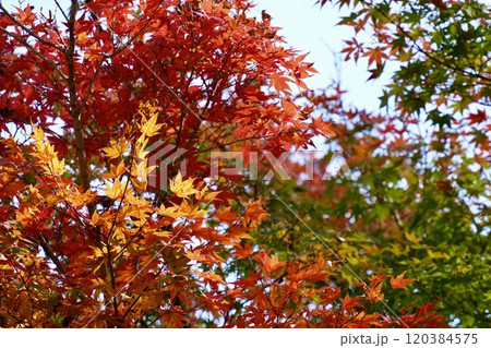 真っ赤なもみじ 赤緑黄の色彩豊かな紅葉 真っ赤なもみじ 赤緑黄の色彩豊かな紅葉 120384575