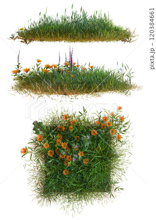 grass group wit flower PNG transparent grass group wit flower PNG transparent 120384661