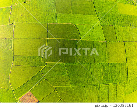 Top view Rice fields in harvest season,High angle view over countryside at northern Vietnam Top view Rice fields in harvest season,High angle view over countryside at northern Vietnam 120385161