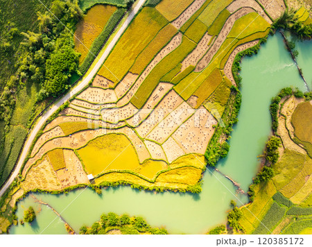 Top view Rice fields in harvest season,High angle view over countryside at northern Vietnam Top view Rice fields in harvest season,High angle view over countryside at northern Vietnam 120385172