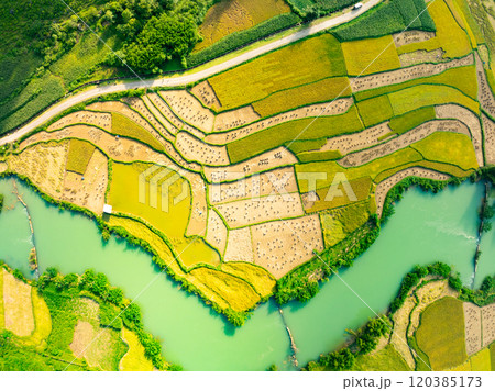 Top view Rice fields in harvest season,High angle view over countryside at northern Vietnam 120385173