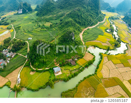 Top view Rice fields in harvest season,High angle view over countryside at northern Vietnam 120385187