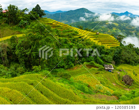 Drone aerial view of rice terrace field in harvest season,Green agricultural fields in countryside at northern Vietnam 120385193