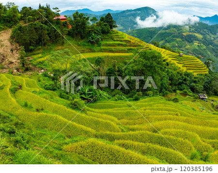 Drone aerial view of rice terrace field in harvest season,Green agricultural fields in countryside at northern Vietnam 120385196